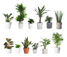 Fototapeta premium Different house plants in pots isolated on white, set