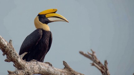 Obraz premium Great hornbill perched on dead tree branch against gray sky
