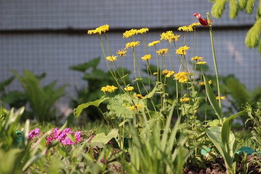 Group of yellow leopard's bane (Doronicum orientale) flowers growing on tall stems in a garden bed with a blurred greenhouse background