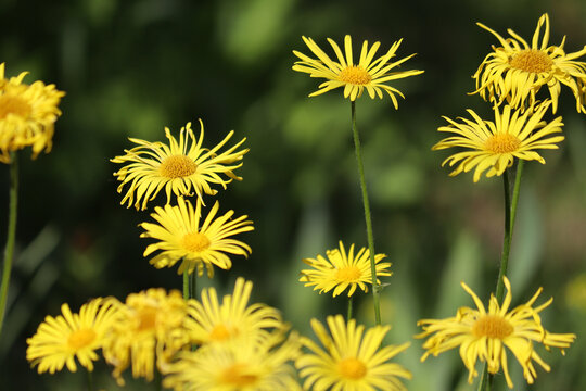 Abundant group of bright yellow leopard's bane (Doronicum orientale) daisy-like flowers growing on tall stems in a lush green garden