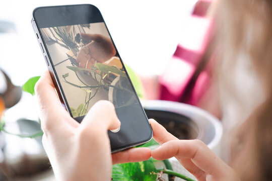 A person's hands hold a smartphone, capturing a close-up image of a green plant with delicate vines and leaves.