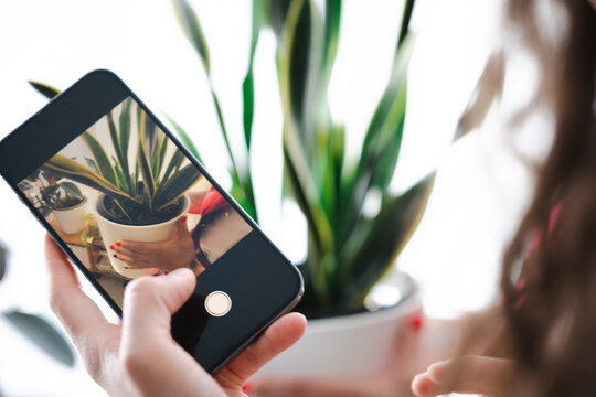 A person holds a smartphone to take a photo of a potted plant. The phone screen displays the camera interface, ready to capture the image.