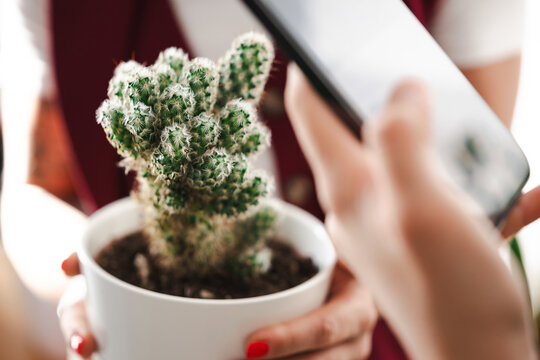 A person holds a small potted cactus and a smartphone, capturing a photo of the plant.
