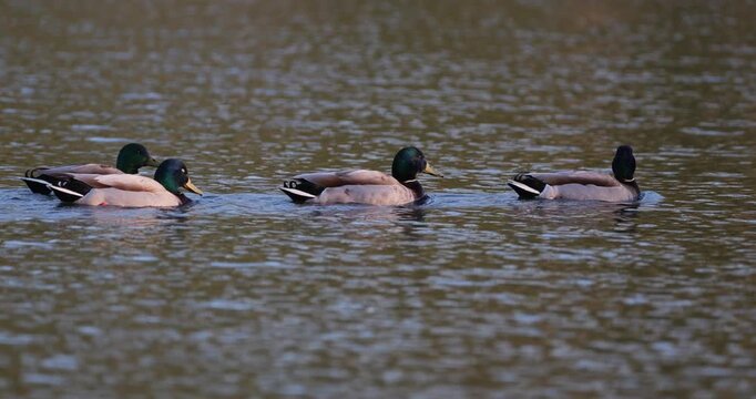 Flock of mallard drakes swimming in perfect row on lake surface slow motion