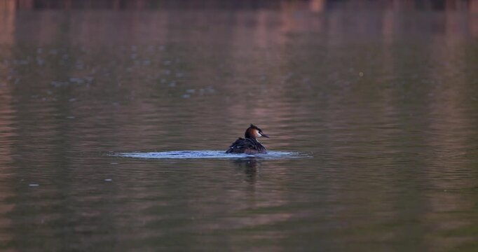 Great crested grebe flapping wings on lake water surface at sunset slow motion