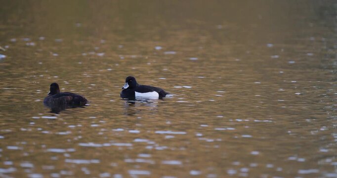 Mallard drakes swimming in row past tufted ducks on lake slow motion