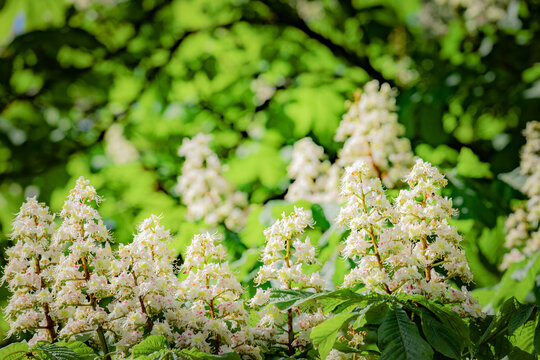 White flowering horse chestnut trees with lush green leaves in a sunny environment, showcasing clusters of blossoms against a blurred background of foliage