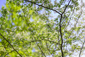 Fototapeta premium Beautiful white hawthorn flowers on a twig with green leaves.