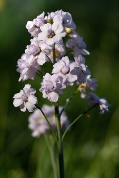 Close-up of flowering common cuckoo flower (Cardamine pratensis) growing in the wild. The photo is in portrait orientation