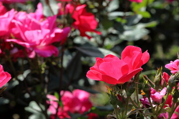Obraz premium 初夏の薔薇