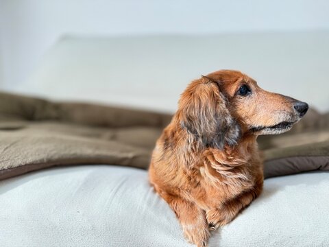  ソファで真横を向くミニチュアダックスフンド