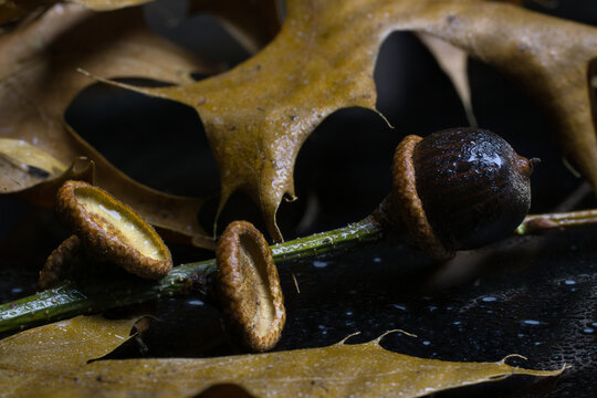 Wet acorns on oak Quercus robur roble leaf showing autumn harvest