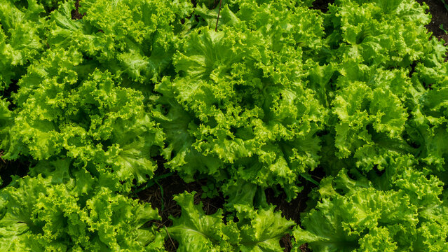 Fresh green curly lettuce (Lactuca sativa) growing on an organic vegetable farm.