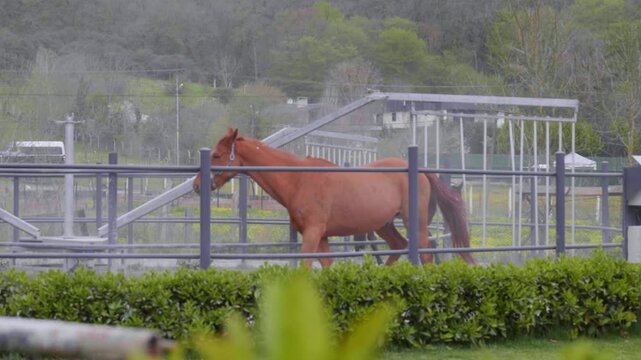 Racehorses Training Inside Automatic Horse Walker Facility Horizontal Shot