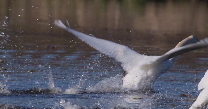 Mute swan chasing mate in aggressive courtship behavior on lake at sunset slow motion