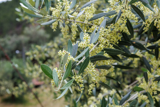 Olive tree branches blooming in spring light