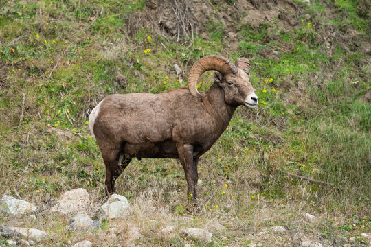 Wildlife Conservation And Mountain Ecology, Majestic Bighorn Sheep Ram Standing On Grassy Hillside In Natural Habitat