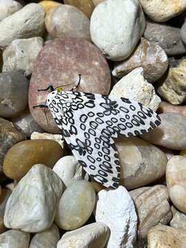 The gorgeous black and white spotted giant leopard moth perches on lovely river rock.