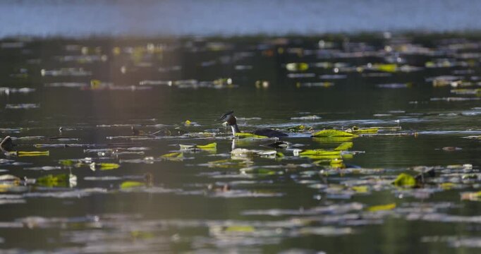 Great crested grebe swimming among water lilies as tiny fish jumps from water at sunset slow motion