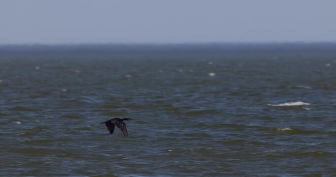 Great cormorant flying low over water in Curonian Lagoon slow motion