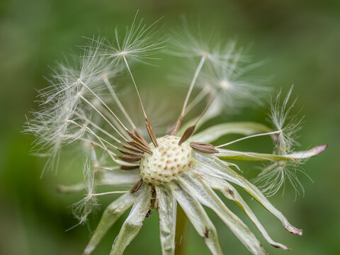 Detail of dandelion seeds with fluff.