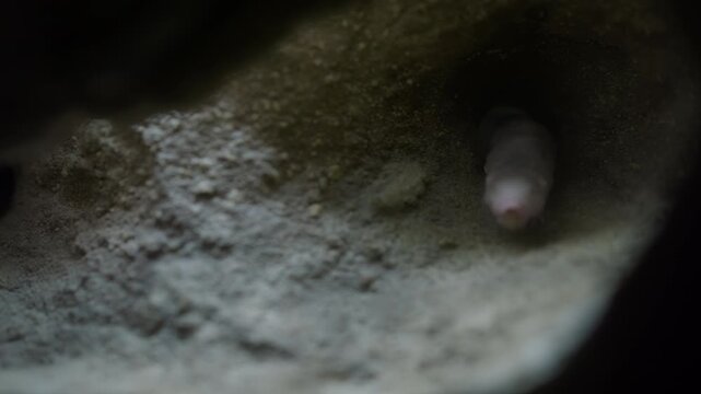 Hairless naked mole rat crawls through a narrow sandy underground tunnel, wrinkled pale skin and tiny clawed feet visible in the dim light of its subterranean burrow