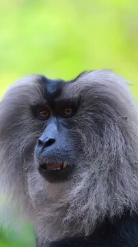 Closeup portrait of a liontailed macaque with a distinctive grey mane