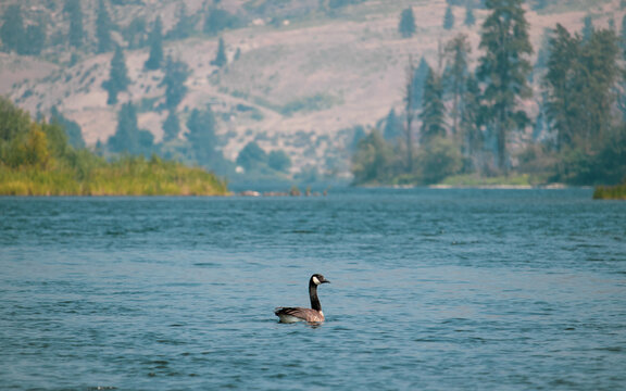 Canadian Goose Swimming In A Serene Lake With Mountainous Forest Background Wildlife Nature And Tranquility