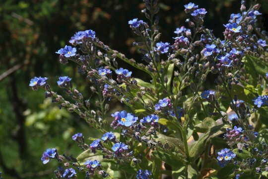 Blooming blue forget-me-not flowers in spring garden. Close-up macro photography of tiny Myosotis sylvatica blossoms with green leaves. Beautiful natural floral background with soft bokeh