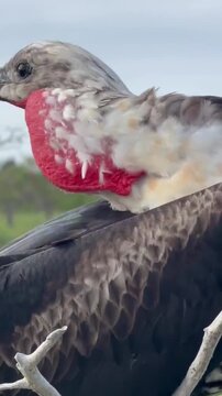 Magnificent frigatebird female with red throat patch perched on a branch