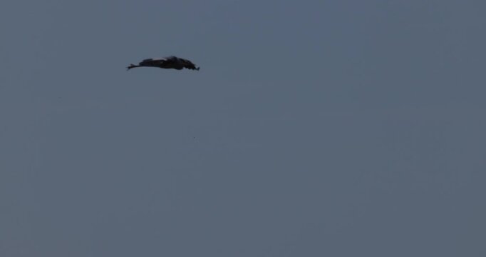 Tracking shot of grey heron bird flying in blue sky over Curonian Lagoon, making a sharp 180-degree turn right in front of camera, shot in slow motion