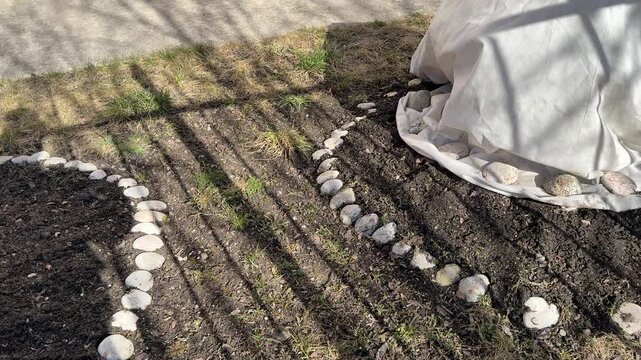 Wrapped rose bush covered with polyethylene, sunlit spring yard beside house, stone bordered flower bed with dark mulch ring.