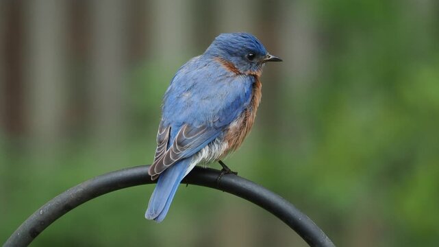 male eastern bluebird (Sialia sialis) perched on pole