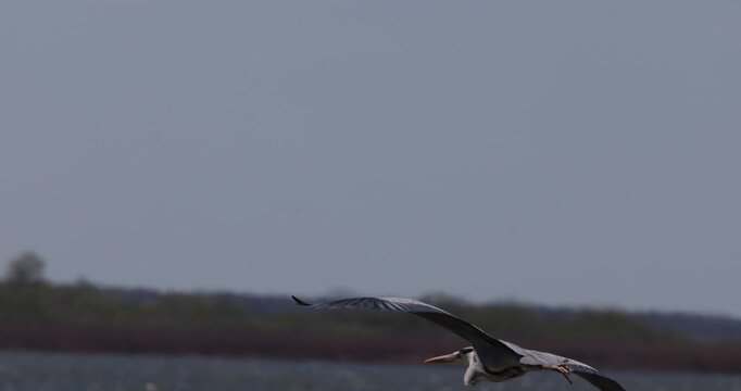 Tracking shot of grey heron bird flying in blue sky, landing gracefully on stone in Curonian Lagoon and posing for camera, shot in slow motion