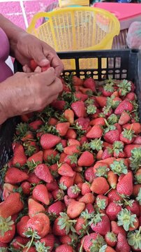 Woman Hands Hulling Fresh Strawberries and Removing Green Leaves