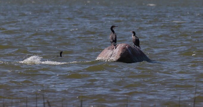 Group of great cormorants in open water, two wild birds sitting on a rock while third one is swimming nearby, wildlife behavior slow motion