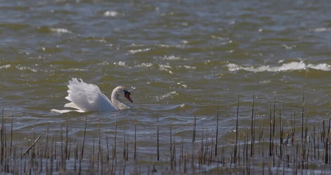 White mute swan swimming in proud aggressive posture with raised wings during mating season, beautiful bird busking in slow motion on bay water