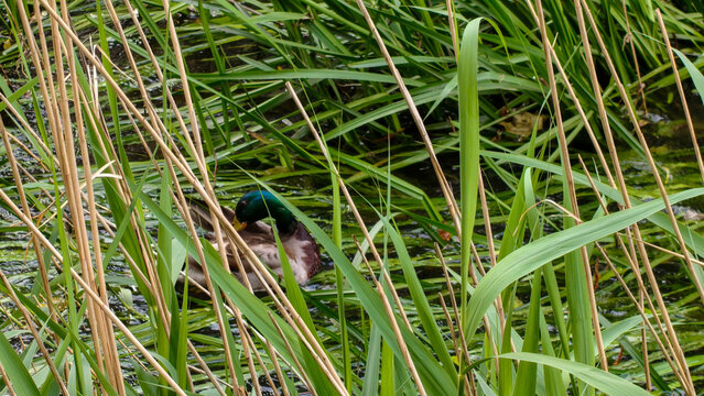 Un &aacute;nade real o pato cuello verde se esconde y descansa entre la densa vegetaci&oacute;n de ca&ntilde;as y juncos verdes en la orilla de un r&iacute;o o estanque natural.