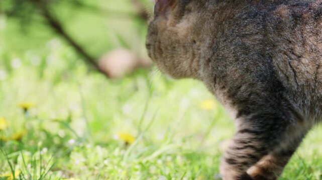 Tabby cat sniffing and exploring fresh green grass in a natural environment