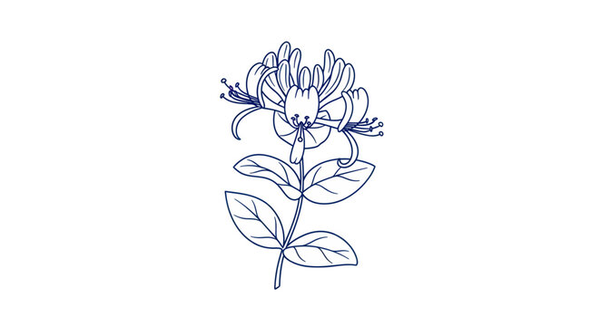 Delicate Blue Honeysuckle Flower Illustration, Botanical Drawing, Vector Art
