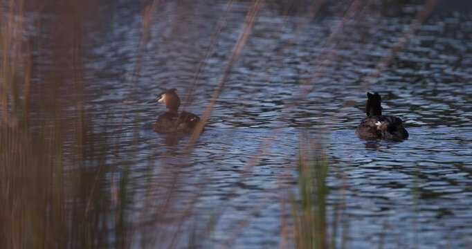 Two great crested grebes swimming on calm water surface at sunset in slow motion, carrying cute small chicks on their backs, wildlife parenthood