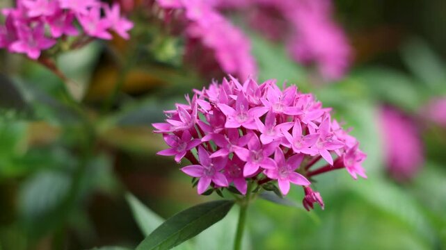 Red Pentas Lanceolata flower (Star flower)