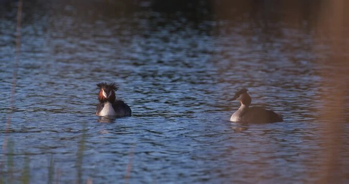 Two great crested grebes swimming on calm water surface at sunset in slow motion, carrying cute small chicks on their backs, wildlife parenthood
