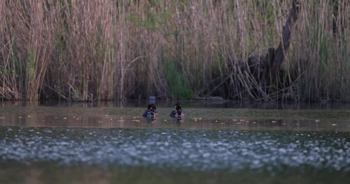 Two great crested grebes swimming on calm water surface at sunset in slow motion, carrying cute small chicks on their backs, wildlife parenthood