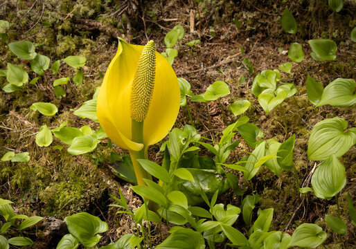 Skunk cabbage in the forest