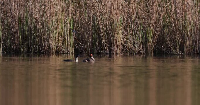 Two great crested grebes swimming on calm water surface at sunset in slow motion, carrying cute small chicks on their backs, wildlife parenthood