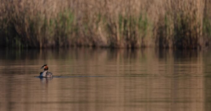 Great crested grebe swimming on calm water surface at sunset in slow motion, carrying cute small chicks on its back, wildlife mother care