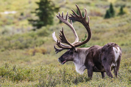 Caribou 