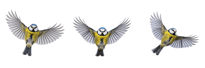 Set of Flying Blue Tit Bird with Wings Spread with Isolated on White Background, PNG © Janwar