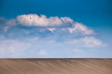 Fototapeta premium Birds flying under cloudy blue sky over field